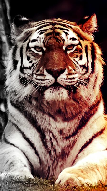 Free Tiger Wallpaper For Your Phone