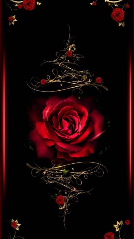 Rose flower for mobile beautiful pink rose flower roses android HD phone  wallpaper  Pxfuel