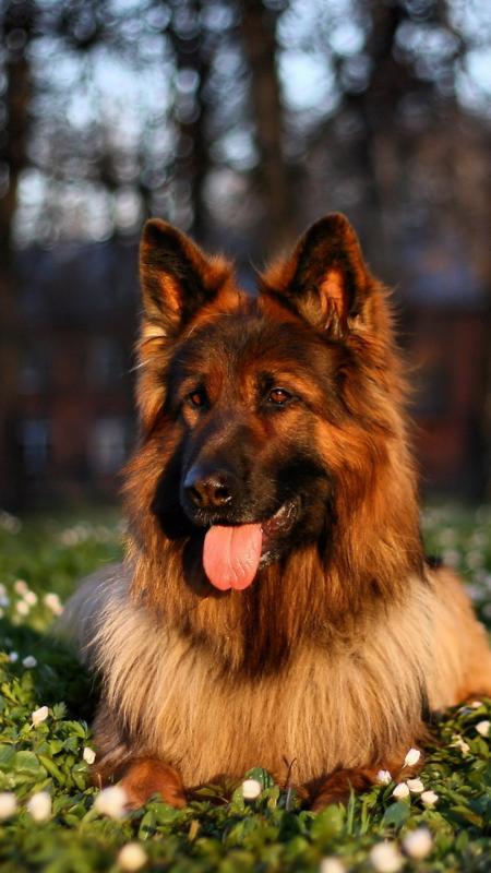Free Long Haired German Shepherd Wallpaper For Your Phone