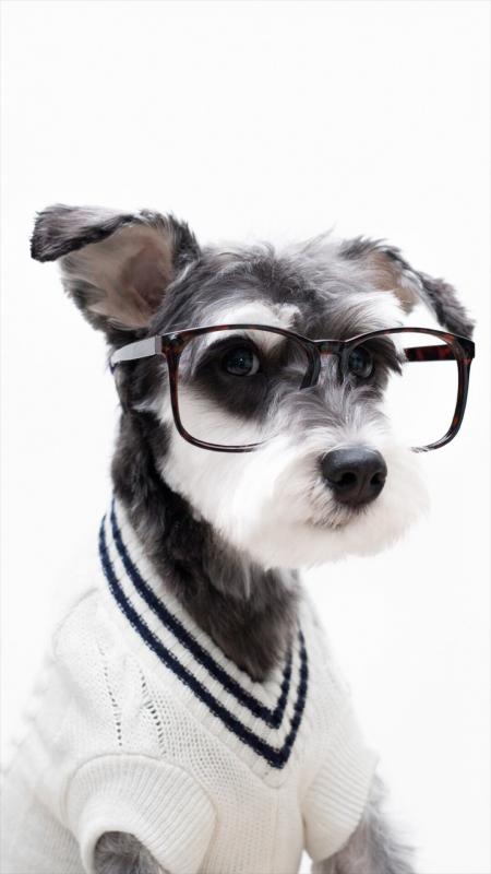 Free Preppy Dog Wallpaper For Your Phone Free Preppy Dog Wallpaper For Your Phone