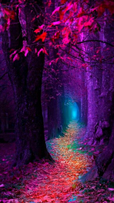 Free Fall Forest Wallpaper For Your Phone